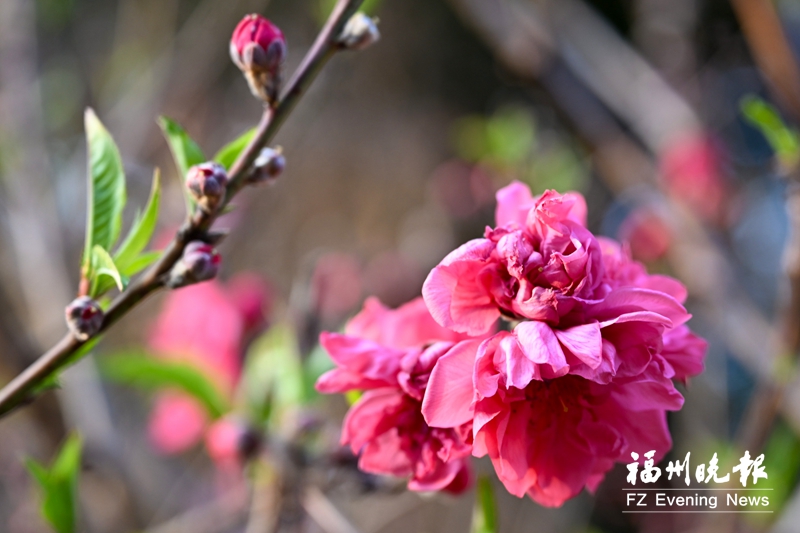新春乌山迎来最美赏花季 一步一繁花俯仰皆美景