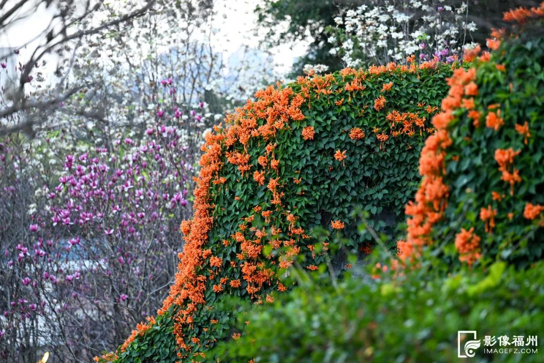 繁花盛开！乌山迎来最美赏花季！