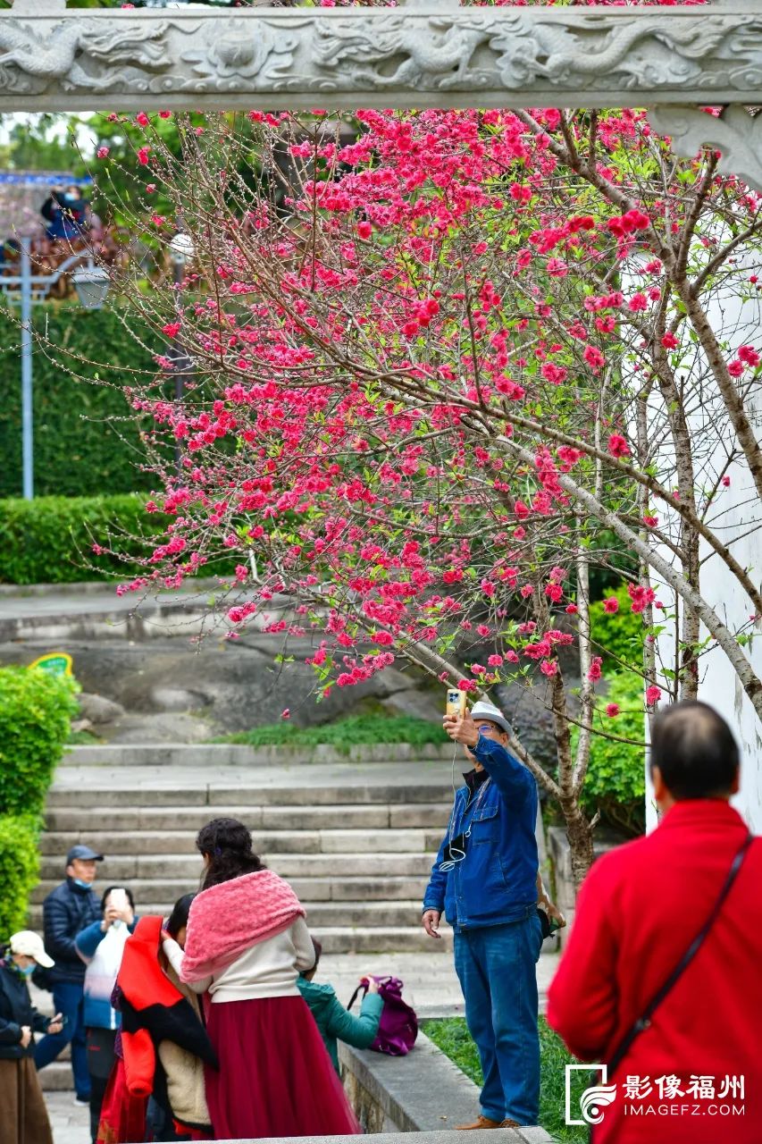 阳春三月！福州桃花朵朵开！