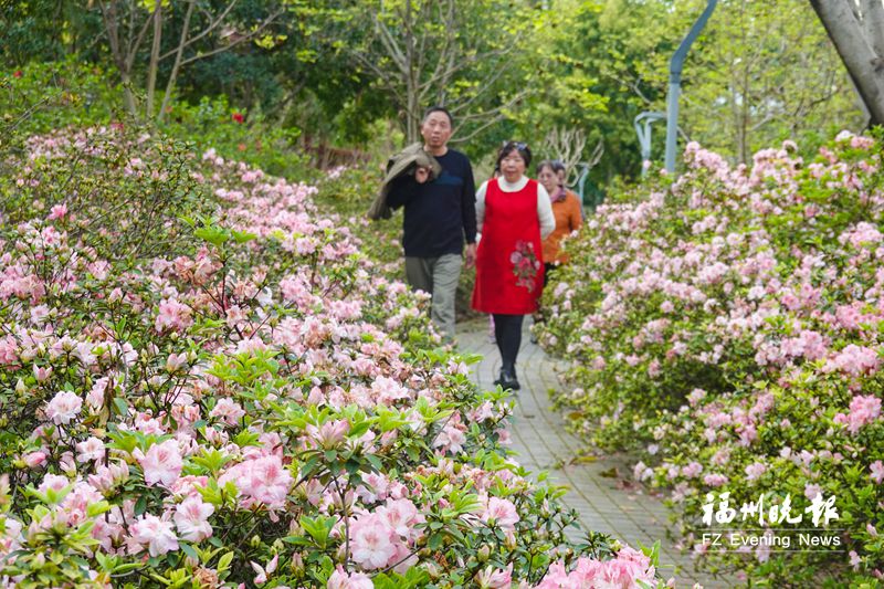 杜鹃花文化节7日开幕 琴亭湖公园种植125个品种近3万株