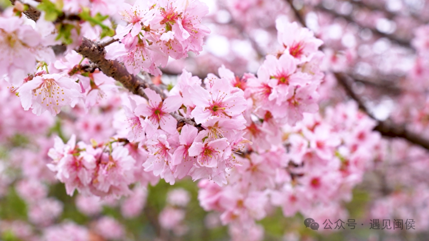 粉了粉了！福州3000余株樱花盛放！