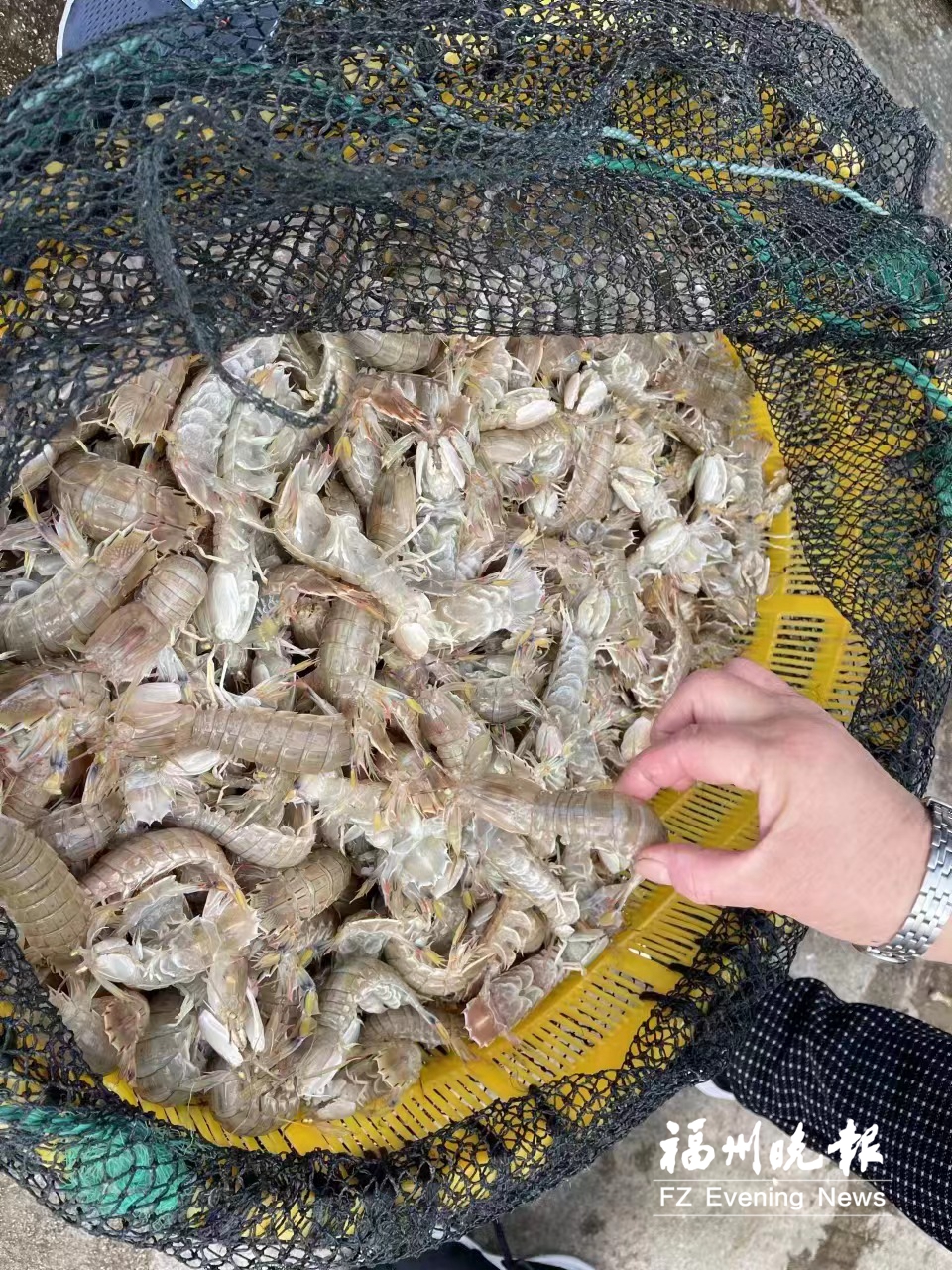 马祖澳两岸皮皮虾上市 正是一年肥美之时