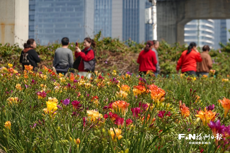 4万多株小苍兰绽放花海公园 为首次在市区大面积种植