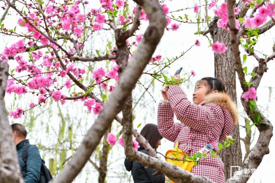 美上央视！福州这些地方“桃醉”了！