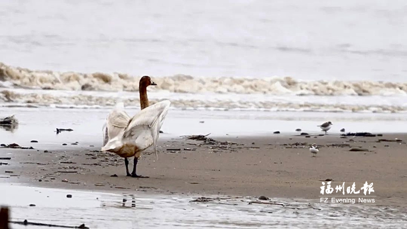 闽江河口湿地有只小天鹅落单 如何救助向社会征求意见