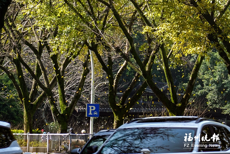 榕城落叶缤纷 春日现“秋景”