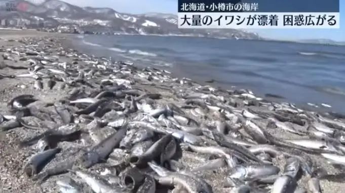 日本海岸漂浮大量死鱼，政府警告