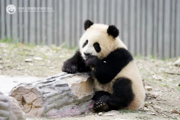 大熊猫青糍因病去世