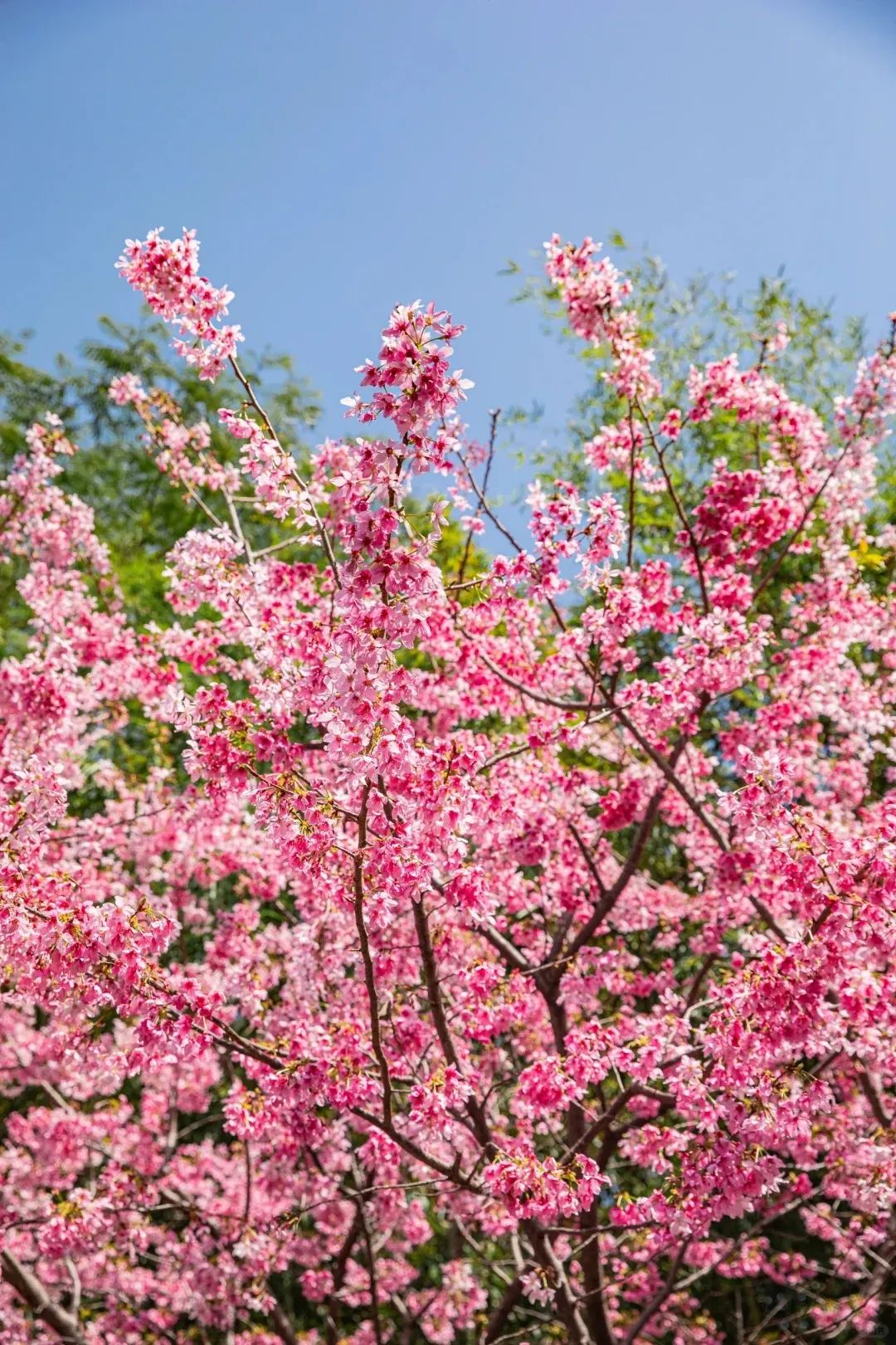 春日，福州公园的正确打开方式