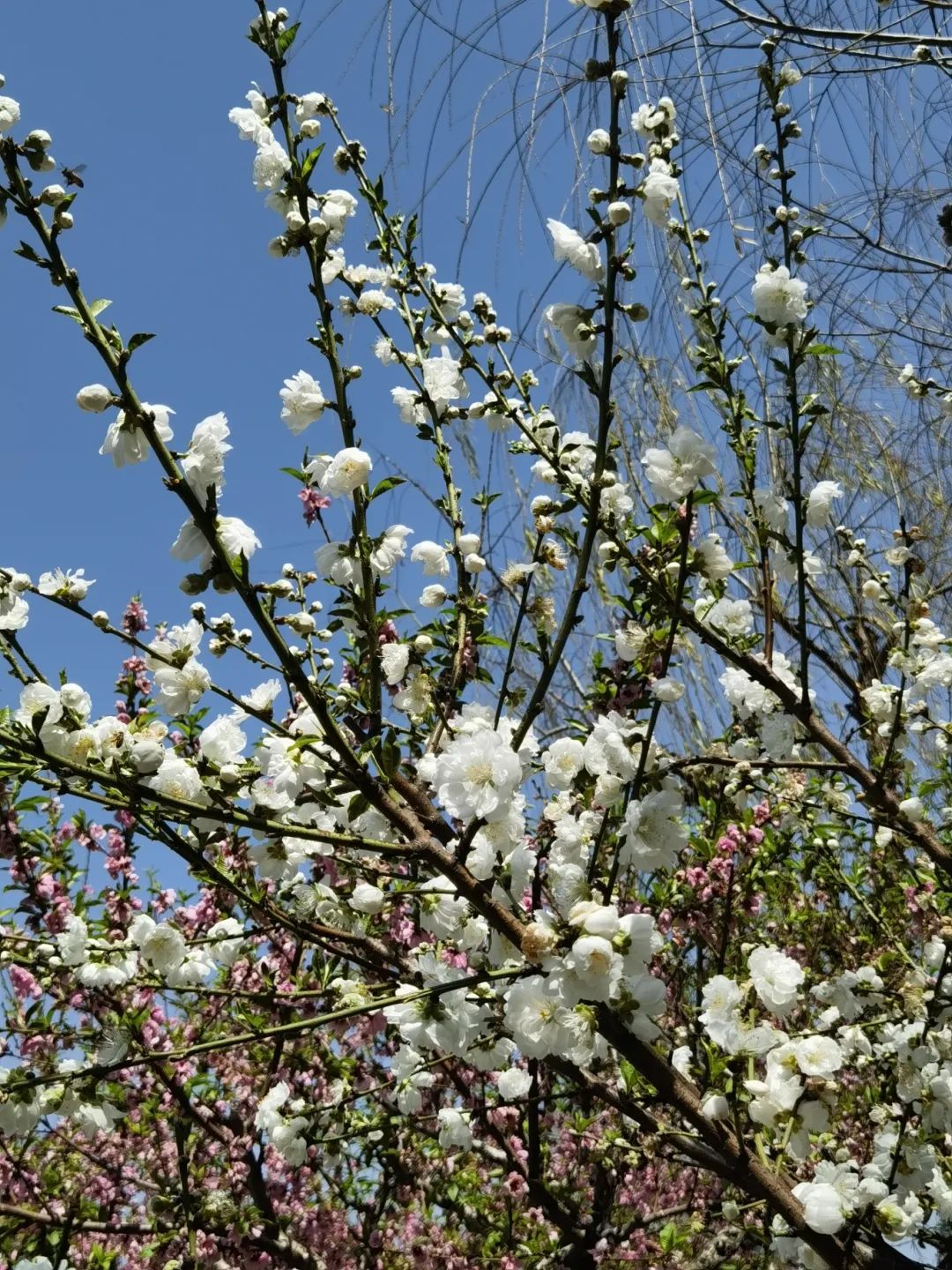 春日，福州公园的正确打开方式
