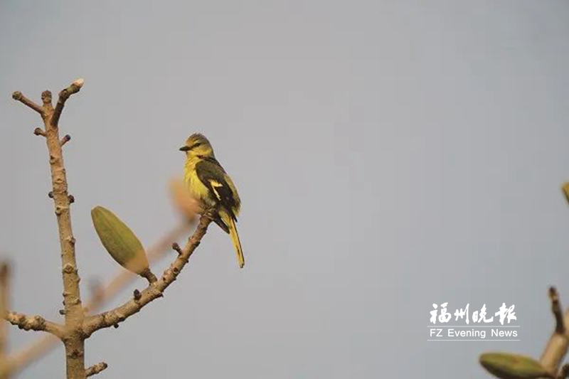 闽江河口湿地“鸟脸识别”显身手