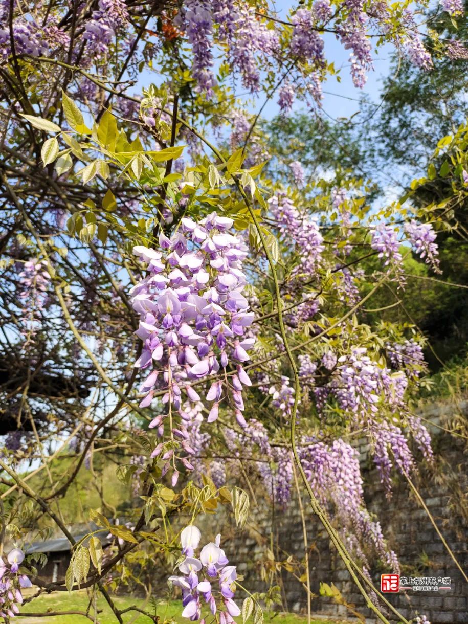 梦幻“繁花”摇曳上线！带你走“花路”