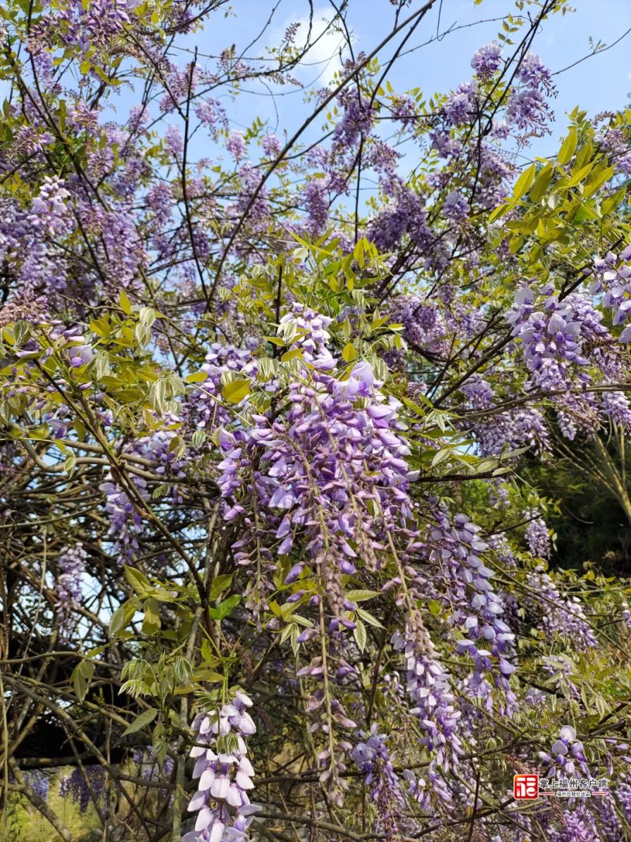 梦幻“繁花”摇曳上线！带你走“花路”