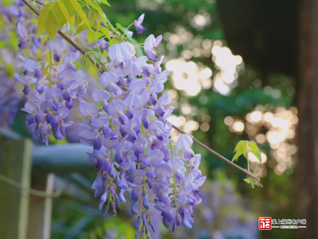 梦幻“繁花”摇曳上线！带你走“花路”