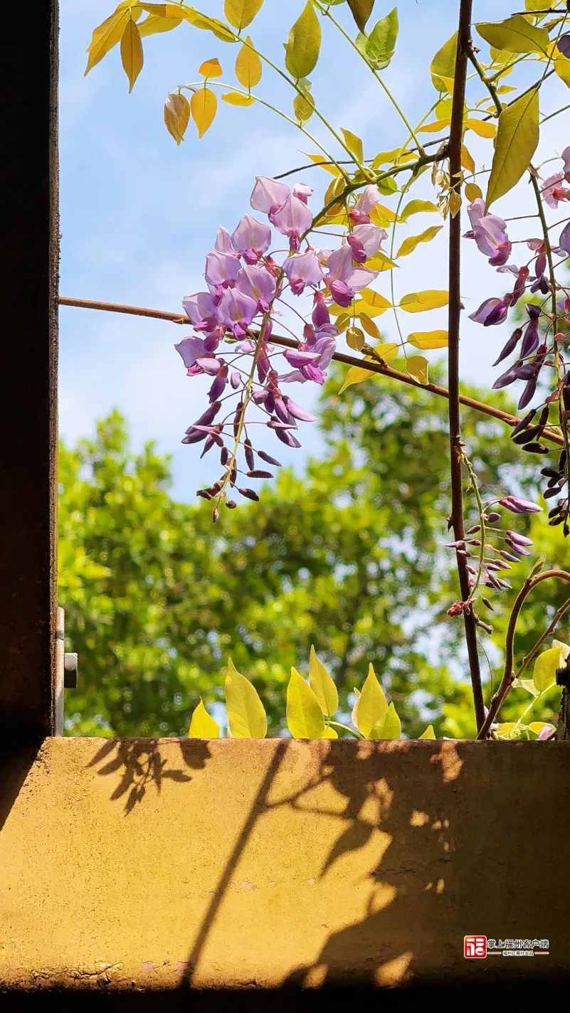 梦幻“繁花”摇曳上线！带你走“花路”