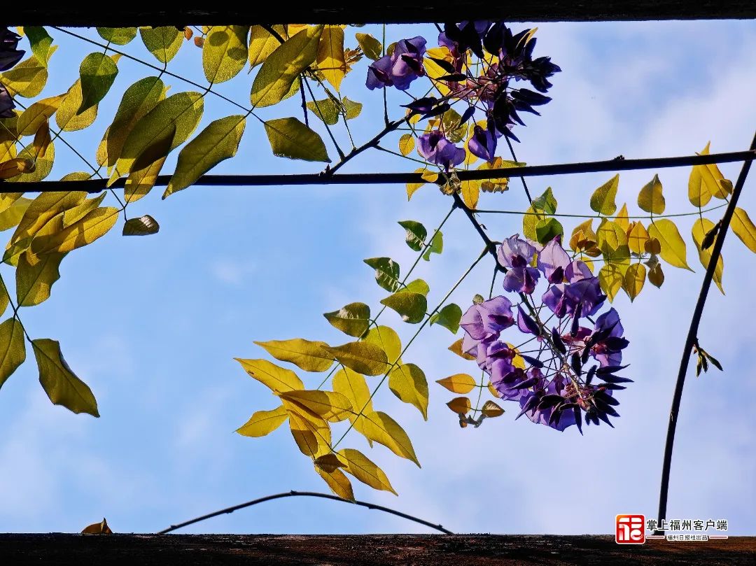 梦幻“繁花”摇曳上线！带你走“花路”