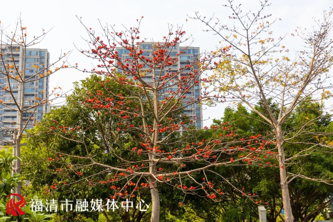 刷屏！福清多地已出现！