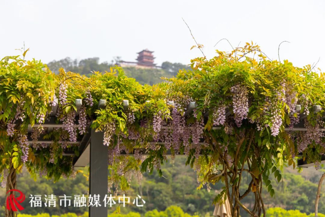 刷屏！福清多地已出现！