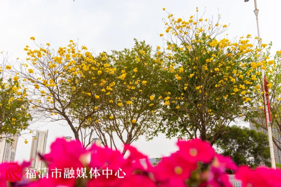 刷屏！福清多地已出现！