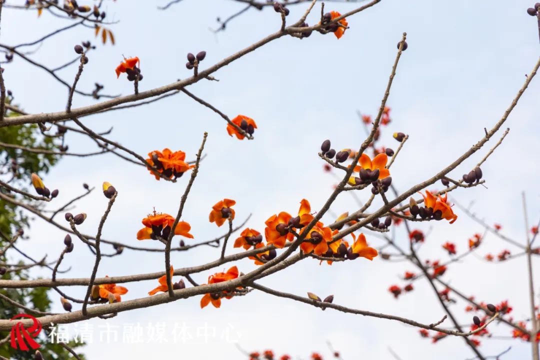 刷屏！福清多地已出现！