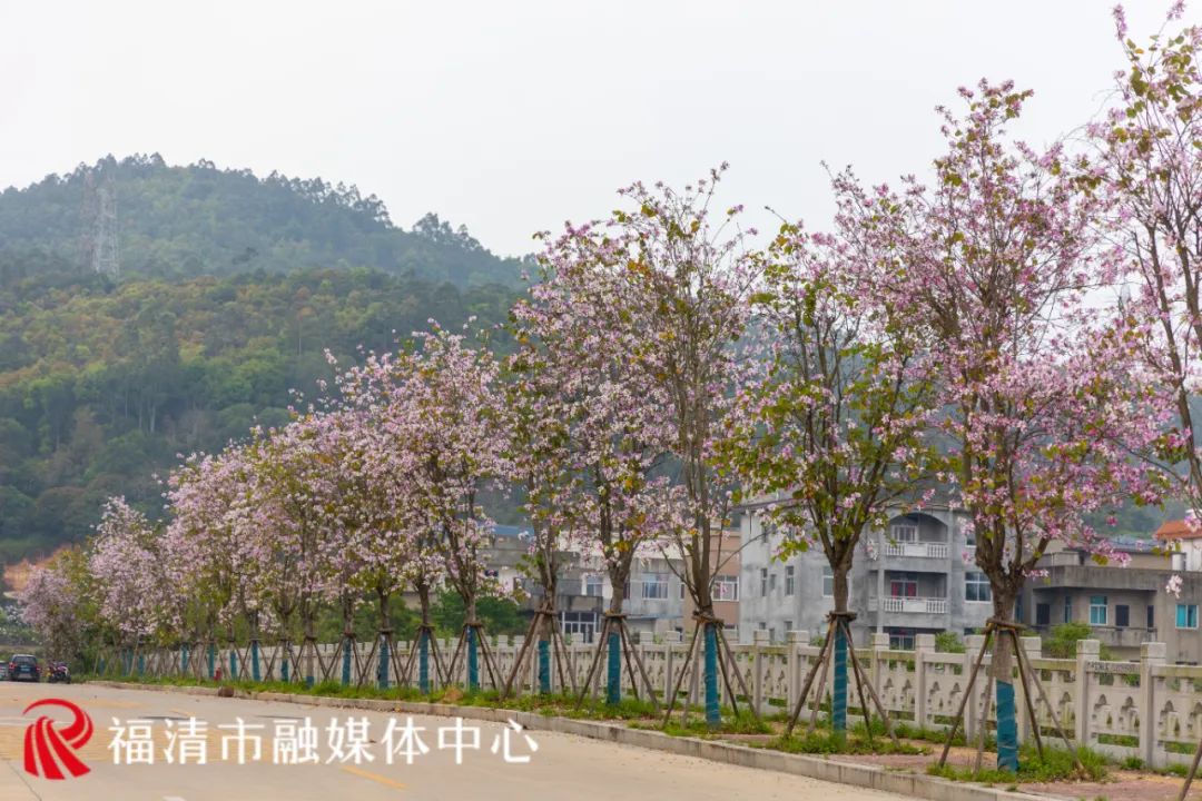 刷屏！福清多地已出现！