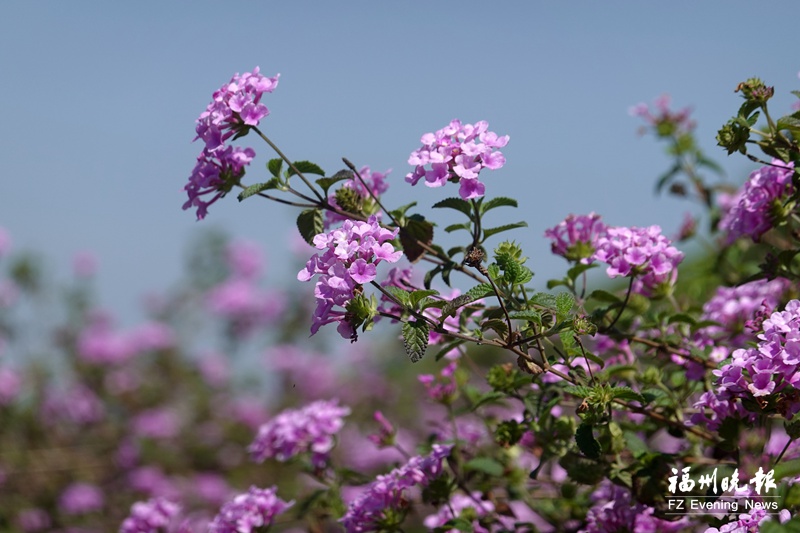 相约最美四月天 福州“春日赏花地图”来啦