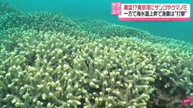 日本东京湾因海水升温现奇异景象