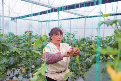 “菜篮子”里的“芯”力量——福建省福州市种业创新发展观察