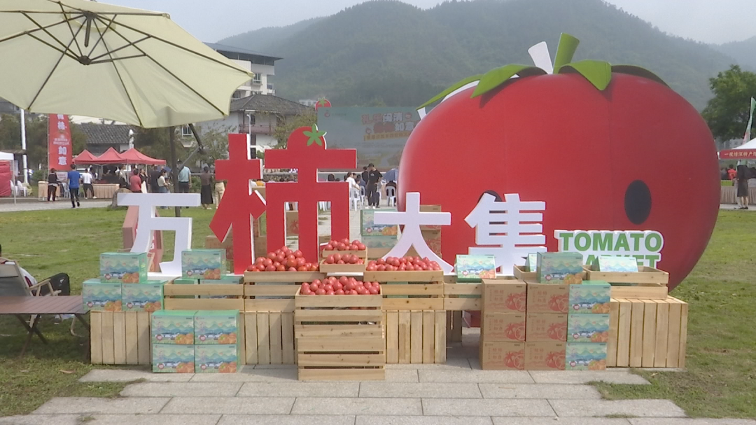 “柿柿”如意！闽清县举办首届西红柿文化节活动！