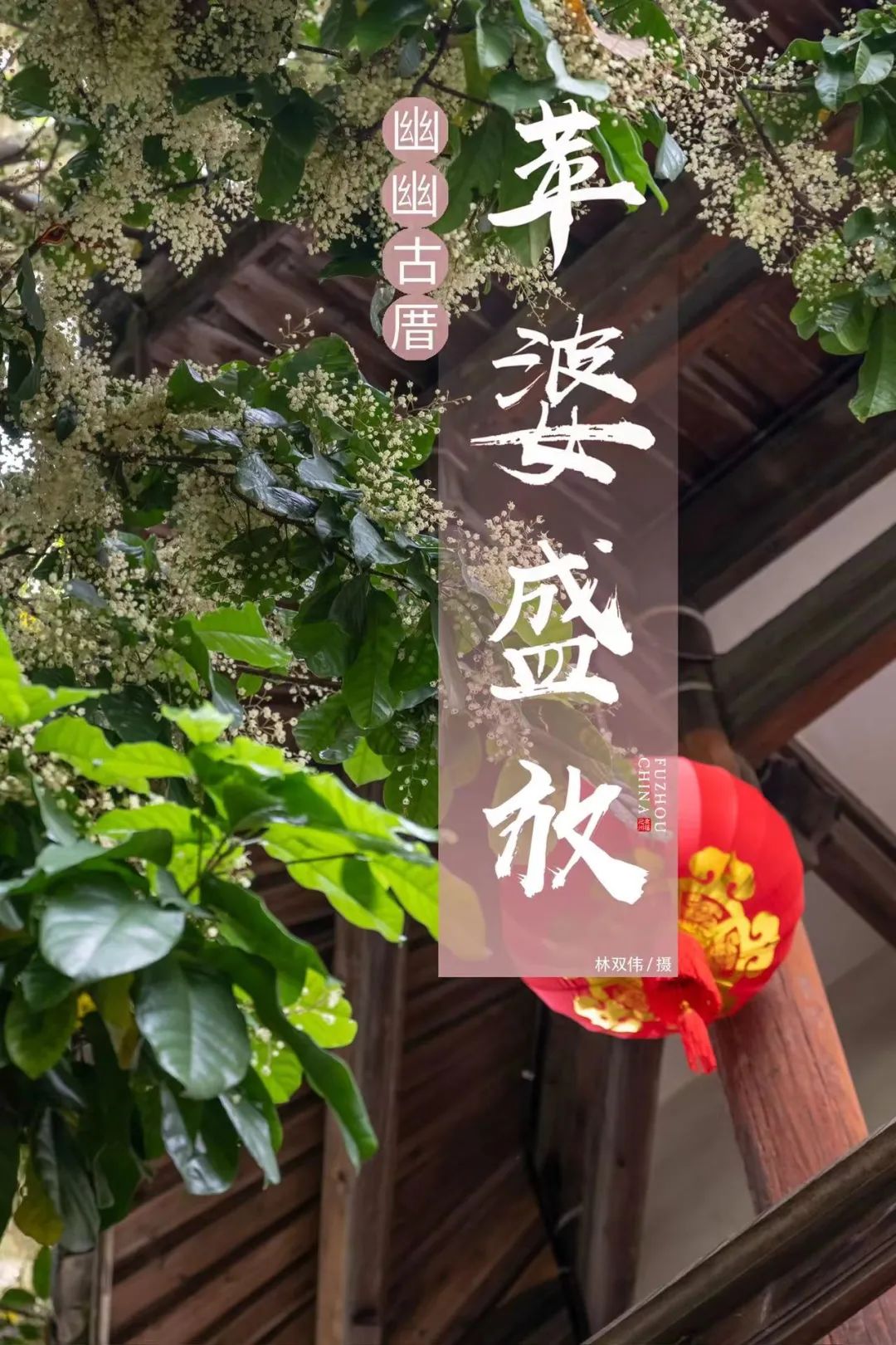 浪漫！福州百年苹婆树开花啦！