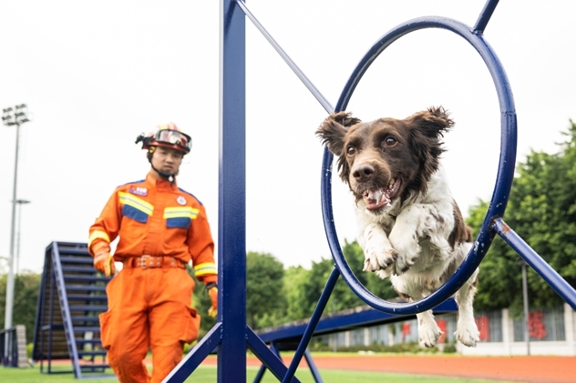 今天是国际搜救犬日 福州“神犬奇兵”这样炼成