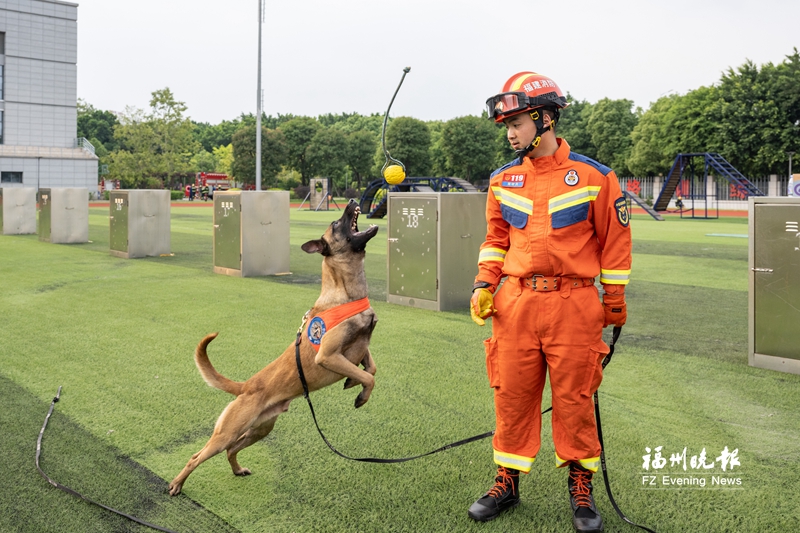 今天是国际搜救犬日 福州“神犬奇兵”这样炼成