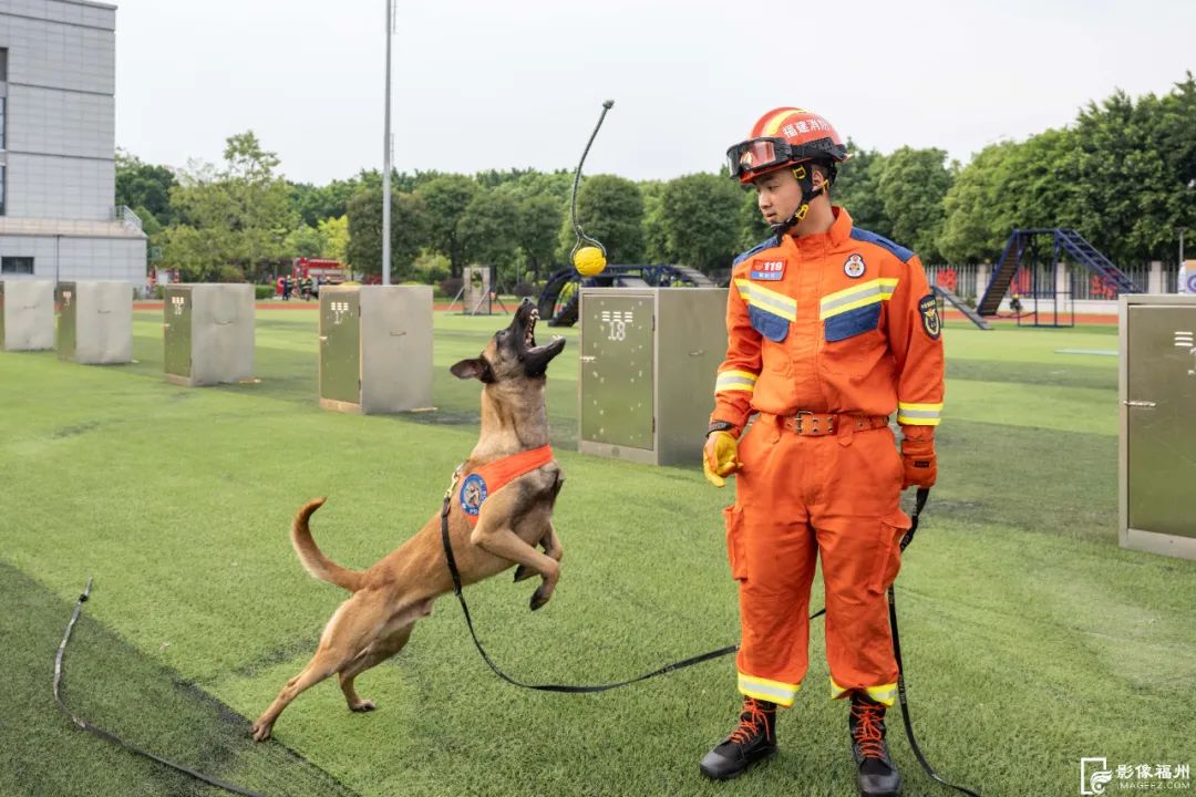 今日是国际搜救犬日，揭秘福州“神犬奇兵”如何炼成！
