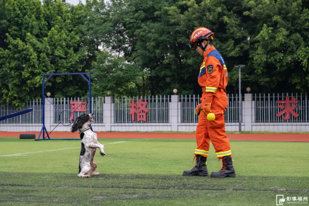 今日是国际搜救犬日，揭秘福州“神犬奇兵”如何炼成！