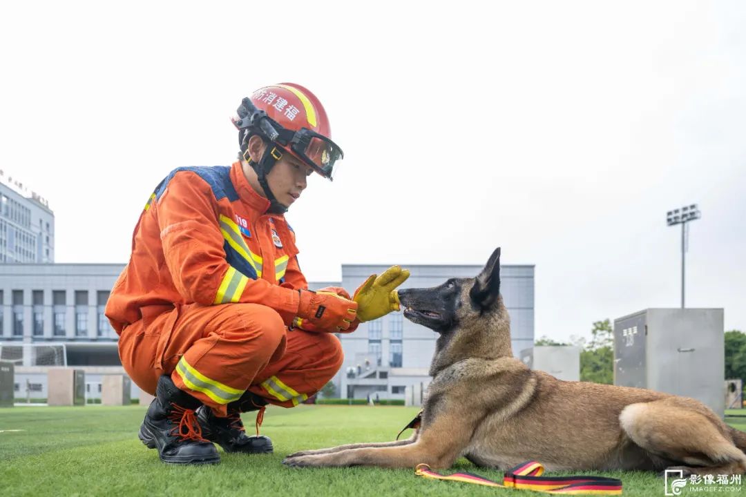 今日是国际搜救犬日，揭秘福州“神犬奇兵”如何炼成！