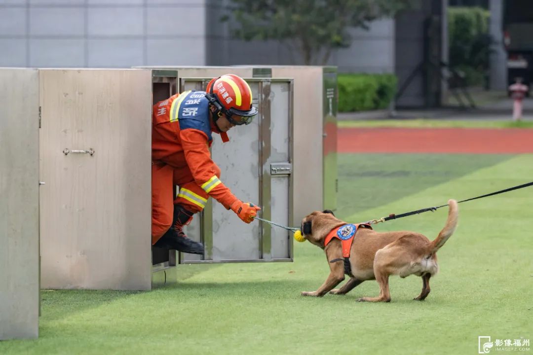 今日是国际搜救犬日，揭秘福州“神犬奇兵”如何炼成！