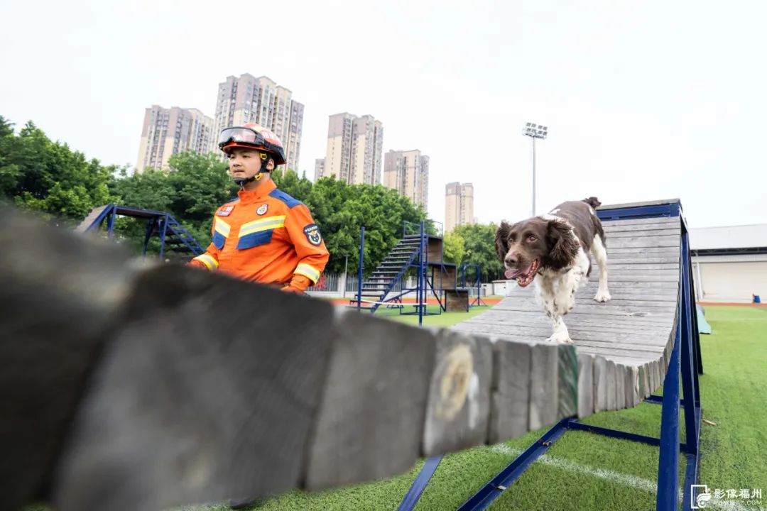 今日是国际搜救犬日，揭秘福州“神犬奇兵”如何炼成！