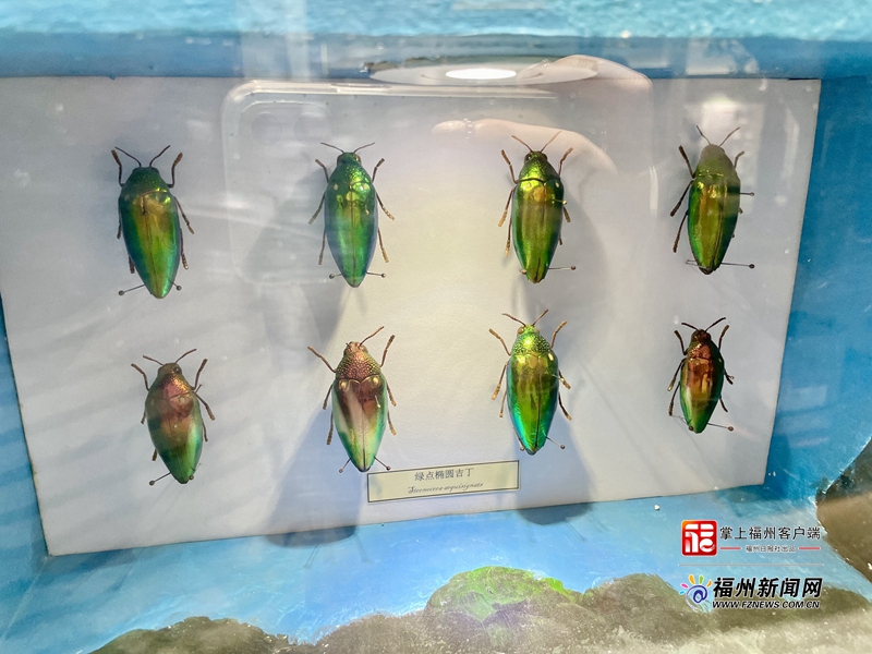 “五一”新去处！福州动物园昆虫馆升级亮相