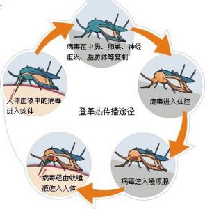 已致全球多人死亡，尚无特效药！紧急提醒