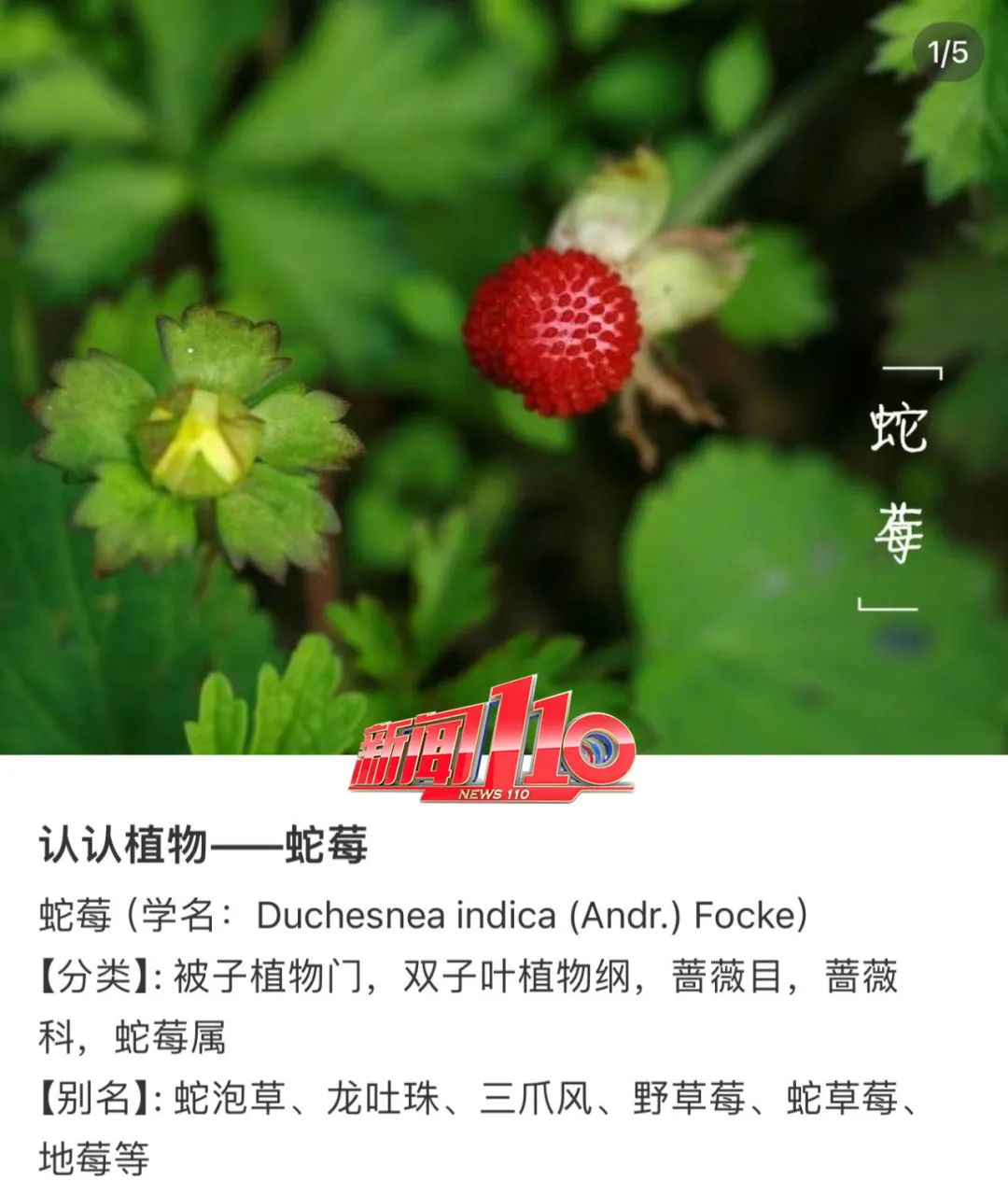 148元一斤！福州正大量出现！许多人都出动了！