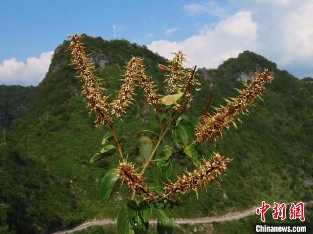 广西重新发现“隐世”80多年稀有植物