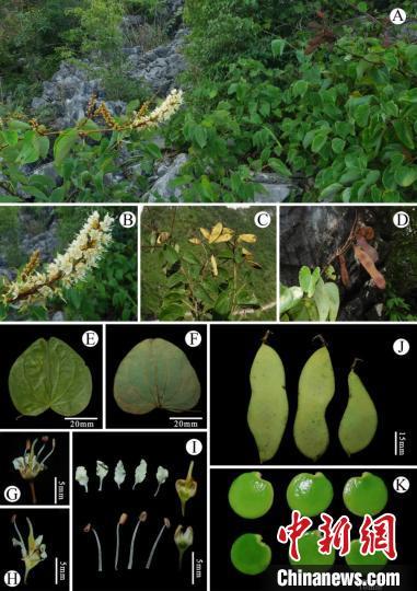 广西重新发现“隐世”80多年稀有植物