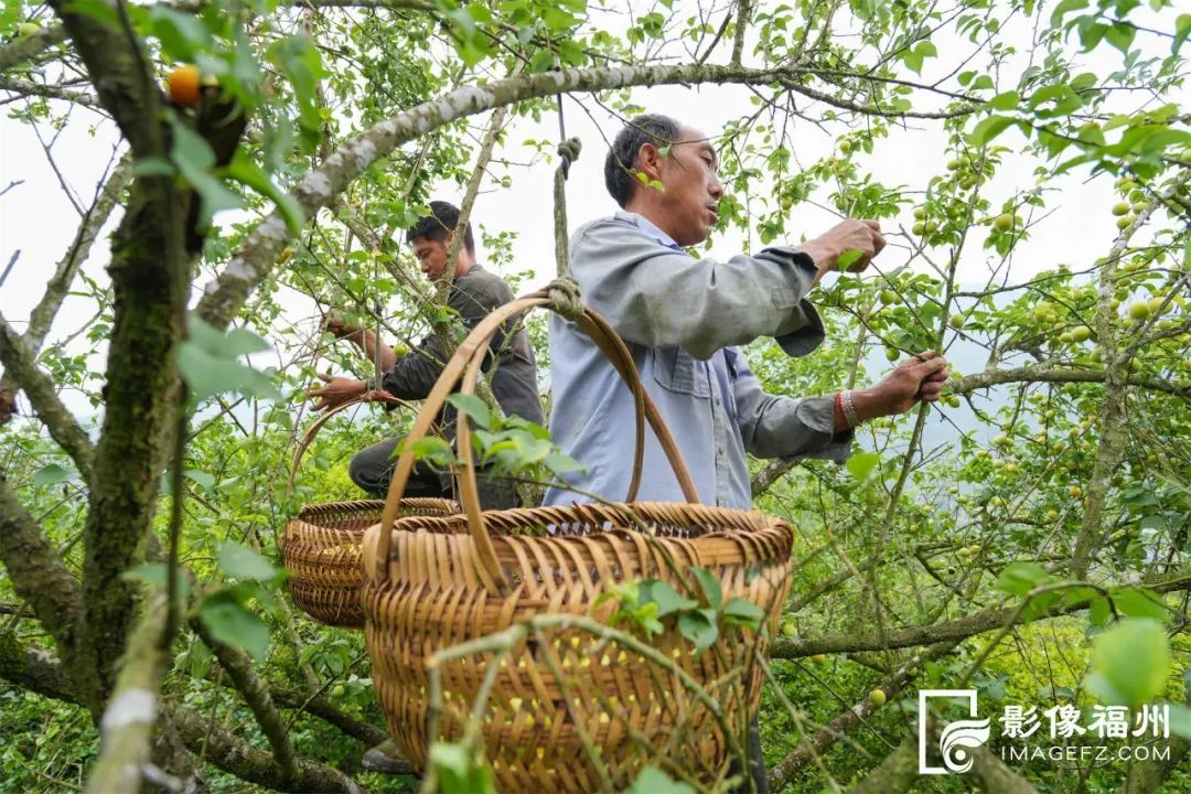 青梅丰收！永泰前景更“梅”好！