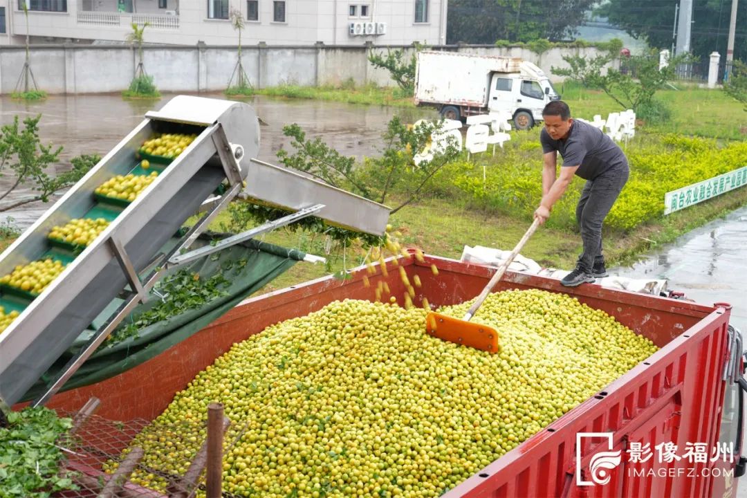 青梅丰收！永泰前景更“梅”好！