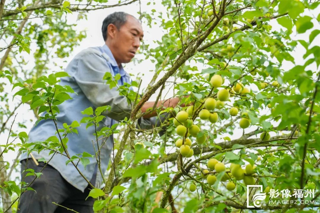 青梅丰收！永泰前景更“梅”好！