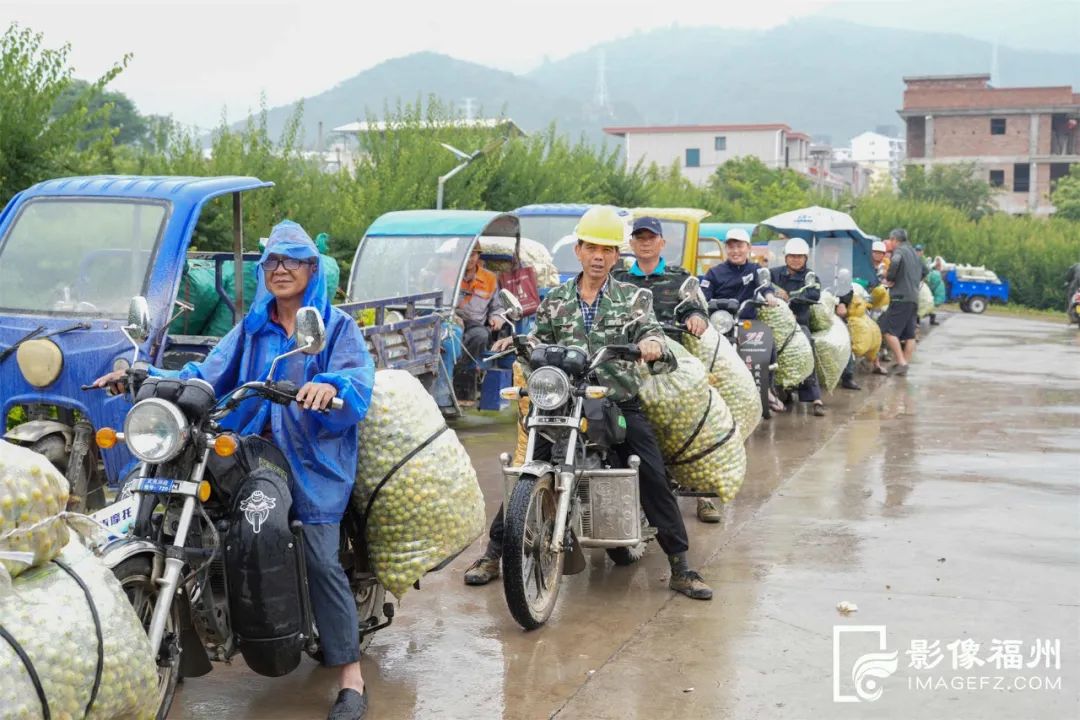 青梅丰收！永泰前景更“梅”好！