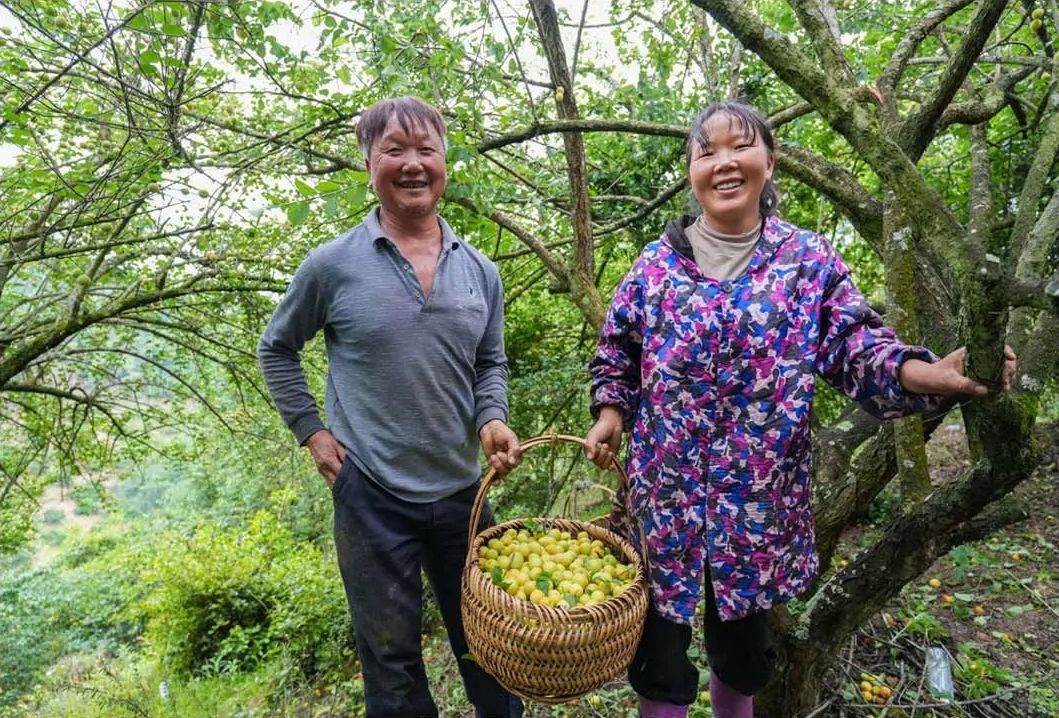 青梅丰收！永泰前景更“梅”好！