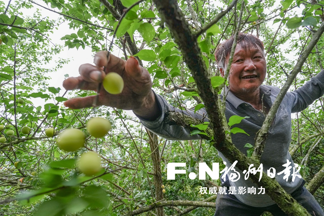 永泰青梅热销海外 “梅”好事业助力乡村全面振兴