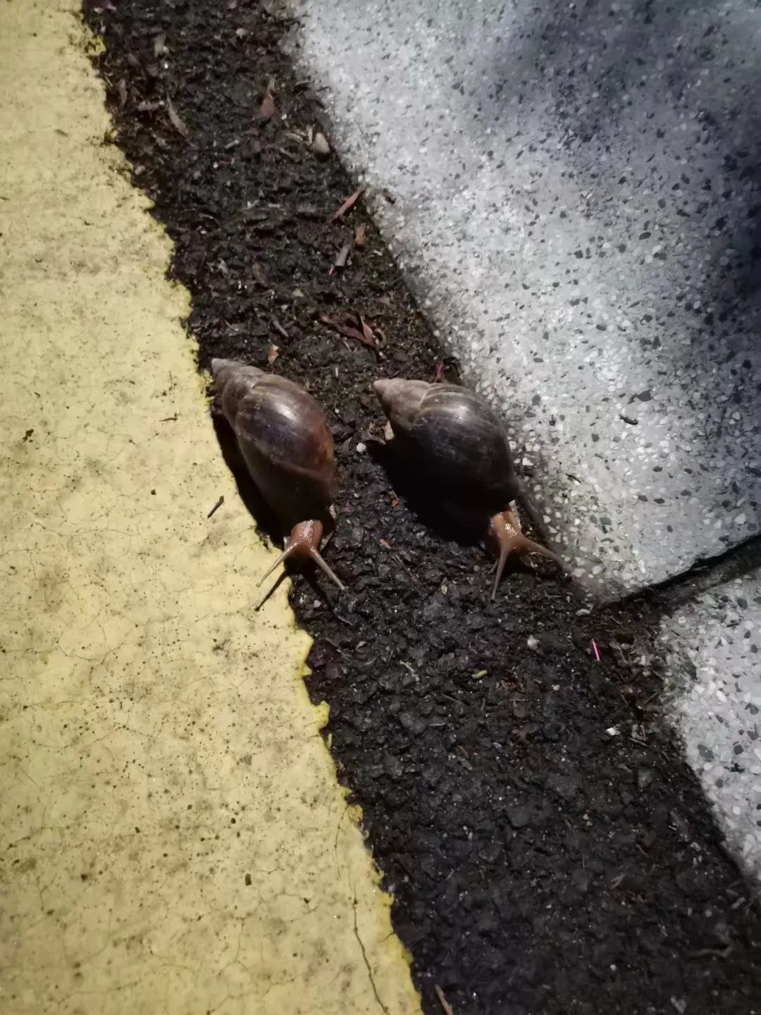 雨后看到这种“入侵物种”千万别碰，很危险！