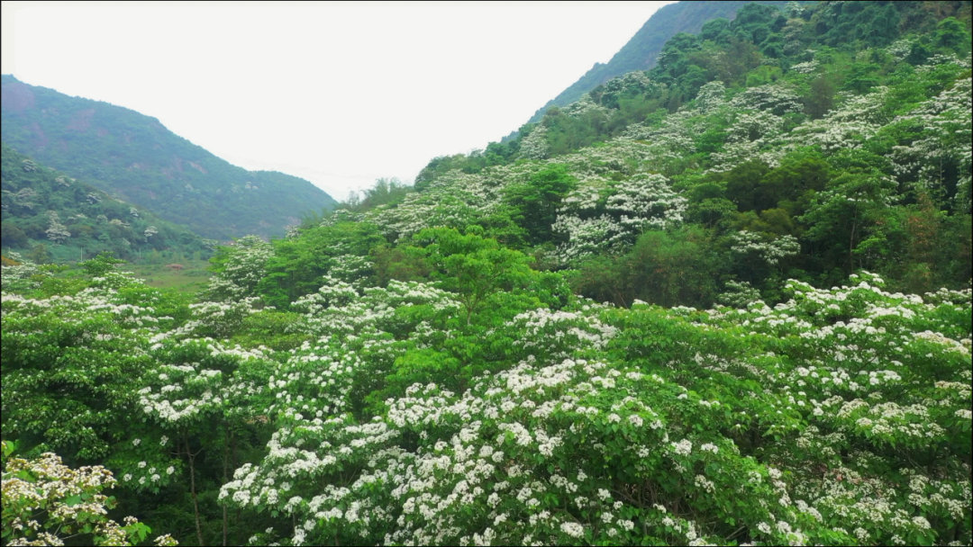 油桐花开“五月雪”，来罗源，遇见油桐花~